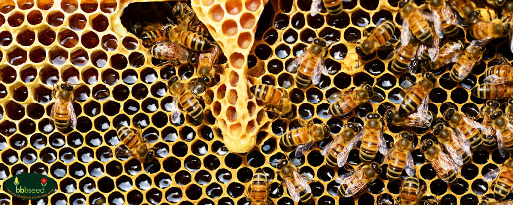 Honey bees on a honeycomb.