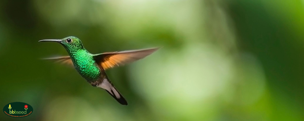 Green hummingbird in flight.