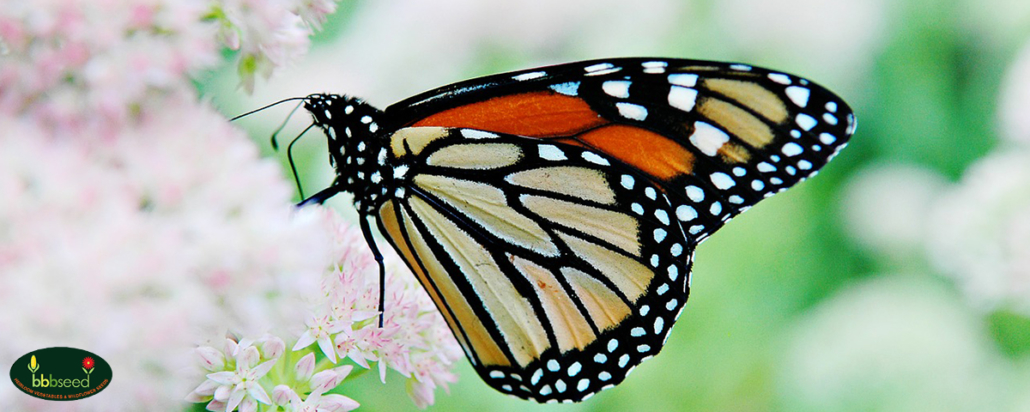 Monarch butterfly on pink blossom.