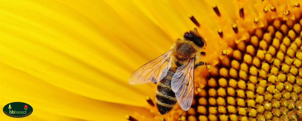 Honey Bee on yellow blossom.