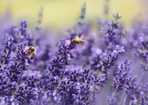 Purple lavender flowers attracting honey bees.