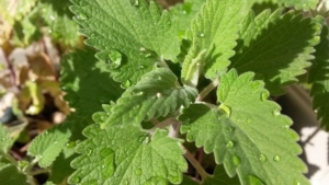 Fuzzy green catmint leaves.