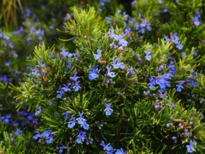 Blue flowering rosemary plant.