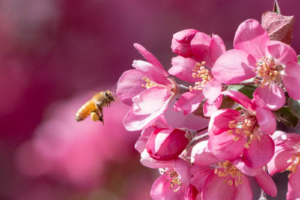 Fragrant flowers such as these crabapple blossoms bring sweet smells into your life.