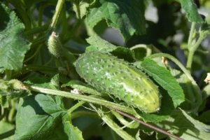 Photo of a young cucumber growing on the vine.