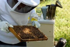 A photo of a beekeeper examining the hive.