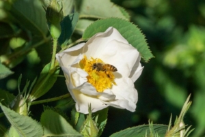 Honeybee on white rose.