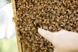 Photo of a finger pointing at the queenbee among all the other bees.