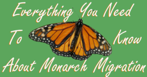 Monarch graphic.