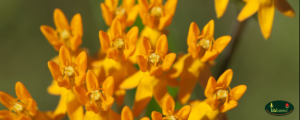 Close-up photo of the blossoms of the Butterflyweed.
