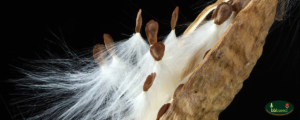 The fluffy seeds of the Showy Milkweed plant.