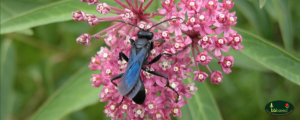 The pink blossoms of the Swamp Milkweed with a visiting wasp.