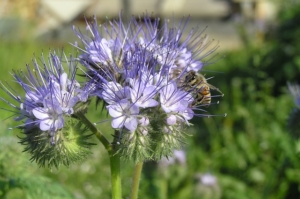 Photo of a bee on a Lacy Phacelia blosson.