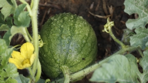 Tips for growing watermelon.