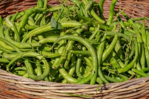 Harvesting beans is an August garden chore.