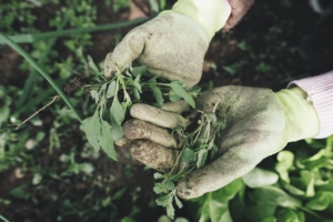 Photo of gloved hands working in a garden.