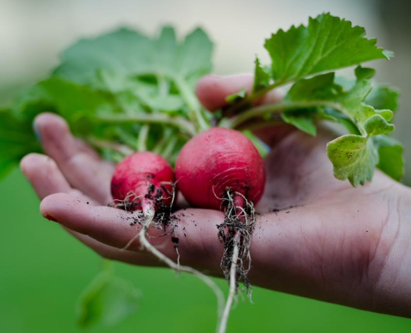 Photo of a hand holding two red radishes.