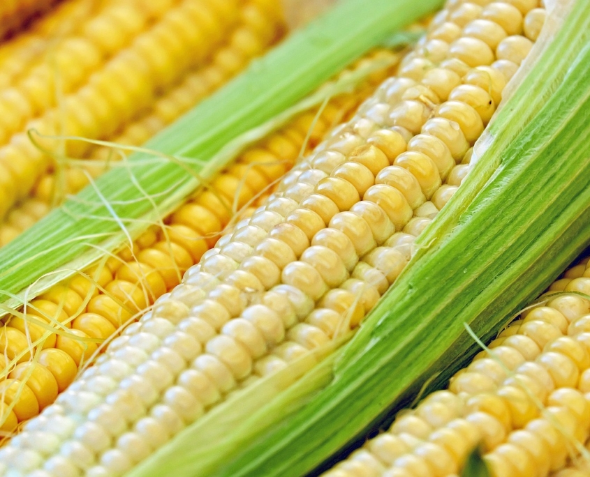 Photo of fresh sweet corn on the cob.