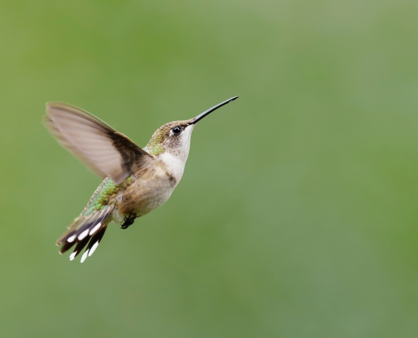 A female Ruby-throated Hummingbird in flight.