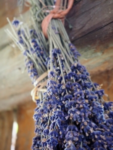 A bundle of dried lavender hanging to dry.