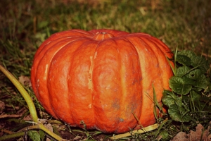 Photo of a single Cinderella pumpkin.