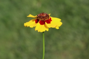 Photo of a yellow coreopsis flower.