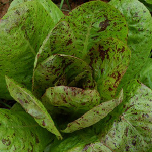 Photo of a Freckles lettuce head.