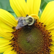 Essential Pollinator