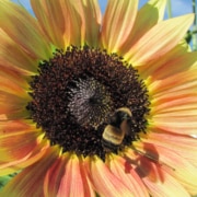 Sunflower with bumblebee.