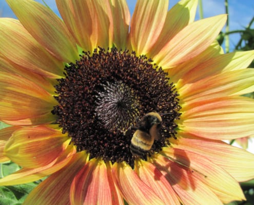 Sunflower with bumblebee.