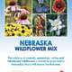 Nebraska Wildflower Mix