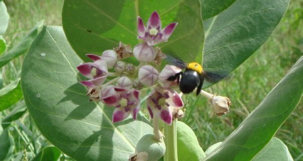 Fall Blooming Plants for Pollinators