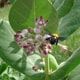 Fall Blooming Plants for Pollinators