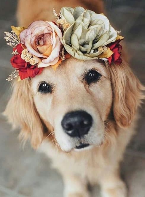 Golden Retriever wearing a flower crown