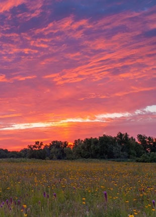 South Carolina Blend, Wildflower Seed