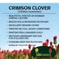 Crimson Clover flower close-up, vibrant red blooms for cover cropping and soil health.