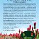 Tag for 1lb Crimson Clover seed.