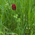 Crimson Clover