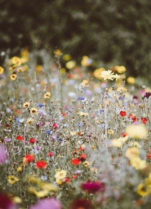 Wildflowers of different colors