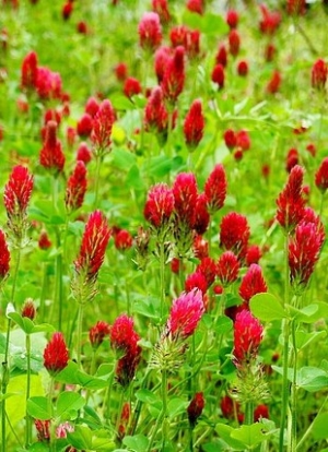 Crimson Clover Cover Crop Wildflowers