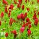 Crimson Clover Cover Crop Wildflowers