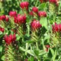 Crimson Clover