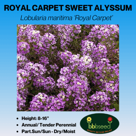 ROYAL CARPET ALYSSUM