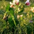 Cover crop mixture with sweet pea flowers and green foliage for soil enrichment.