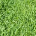 Cover crop mixture for green manure and soil health improvement.
