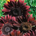 Chocolate Cherry sunflower with deep burgundy petals and dark centers, thriving in sunny garden beds.