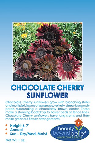 15 Chocolate Cherry Sunflower Seeds Many Heliantus Ornamental Garden Flower Sun 