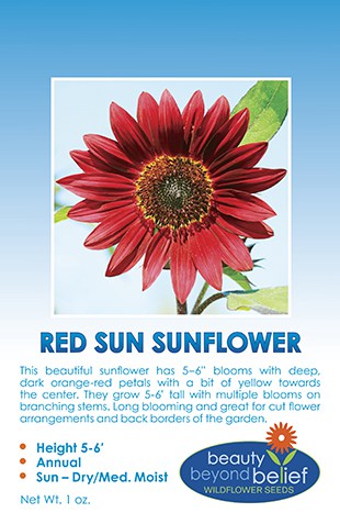 HELIANTHUS ANNUUS 80 QUALITY FLOWER SEEDS /148F EVENING SUN RED SUNFLOWER