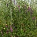 Cover crop mixture with purple and green foliage for soil health.