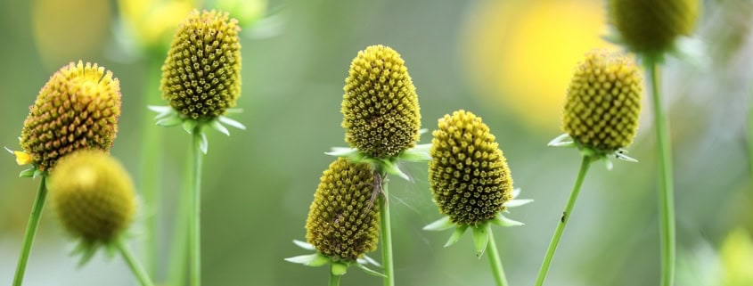 Scattering mature seeds is one way to get more flowers.